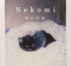 猫の宇宙