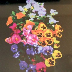 Innocent Flowers