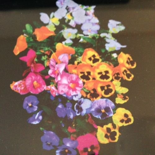 Innocent Flowers