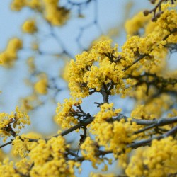 This Is How Flowers Smell