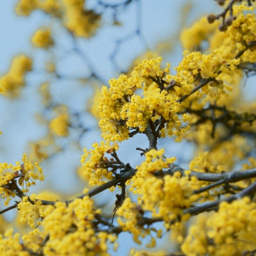 This Is How Flowers Smell