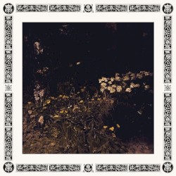 Pale Bloom