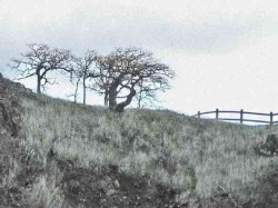 The Hills Fell Silent