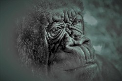 The Evaluation of Evolution