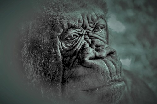 The Evaluation of Evolution