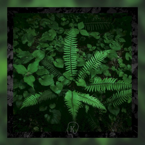 For the Ferns