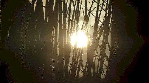 directly at the sun iii