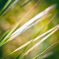 The Grass Bends and Bows