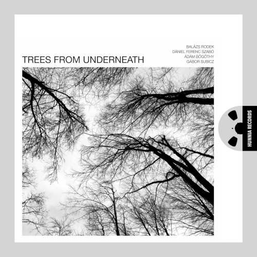 Trees From Underneath