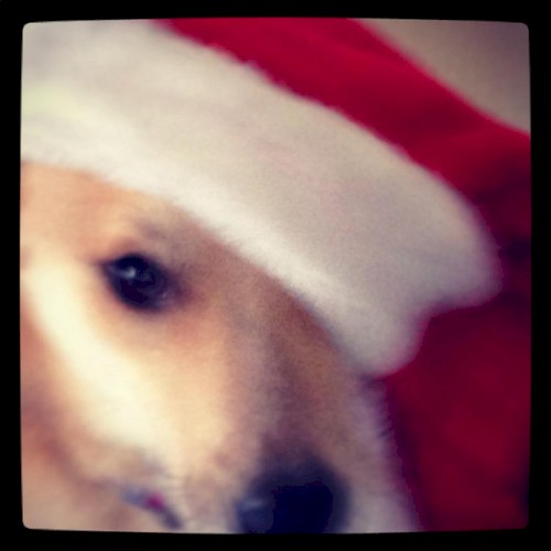 Boom Forest Invites You to a Very Cookie Christmas, Vol. 2