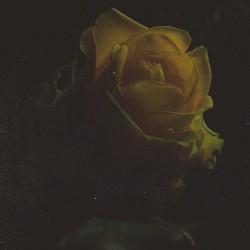 Heaven in Hiding (acoustic)