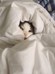 Lovers Under Covers