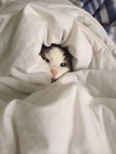 Lovers Under Covers