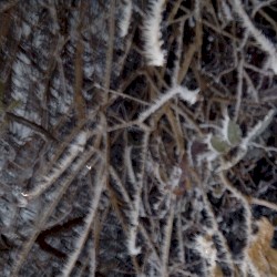 Looking Through a Barren Landscape