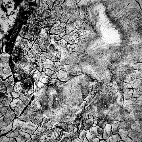 Exile in the Black Soil Plains