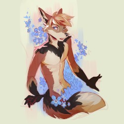 Myosotis