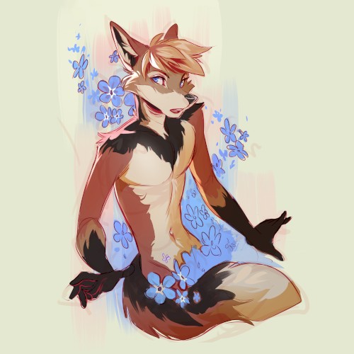 Myosotis