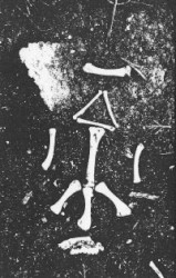 Nahtrunar