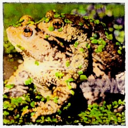 God Is a Frog Heaven Is a Swamp