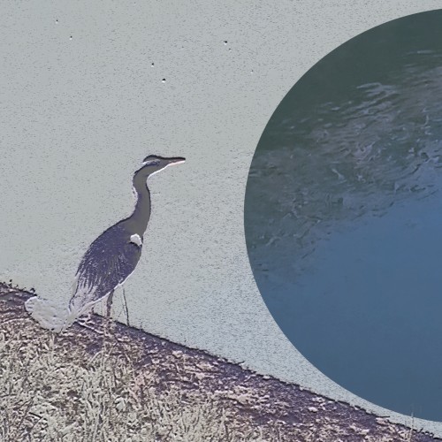 Talks with Grey Heron