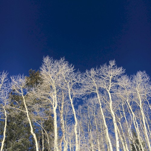 Wilderness
