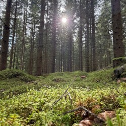 The Forest Beyond