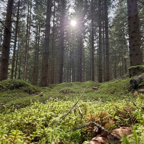 The Forest Beyond