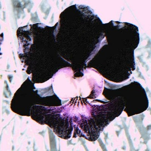 orchid