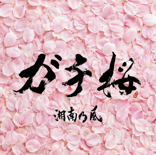 ガチ桜