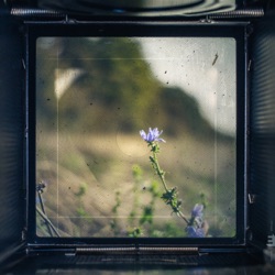 ViewFinder: Nature's Ratio