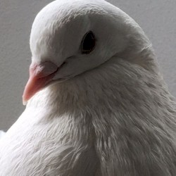 Mukogenerator