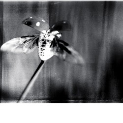 Lady Beetle