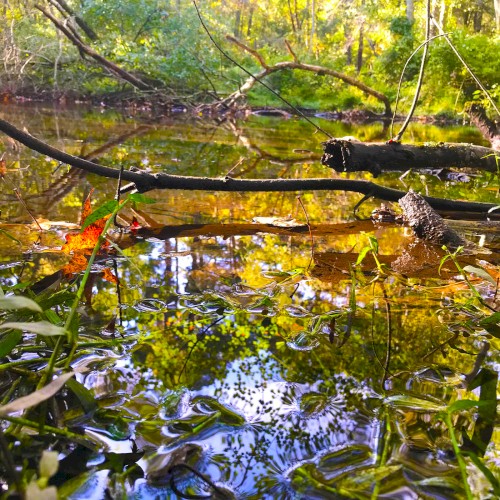 Closer to Nature