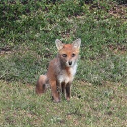 fox plush