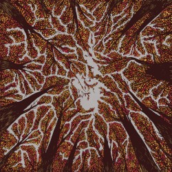 Crown Shyness