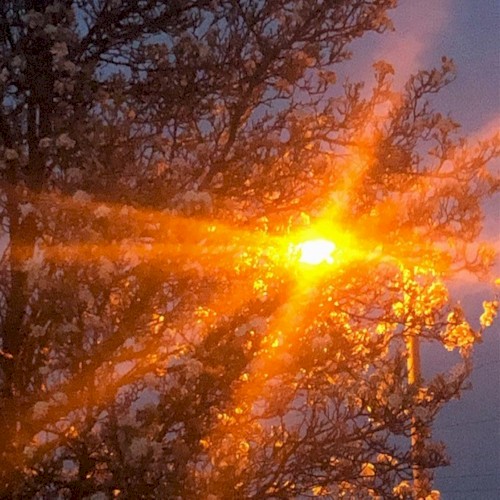 Pollen