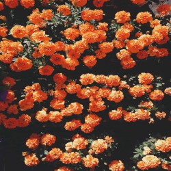 Orange Cream
