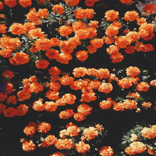 Orange Cream