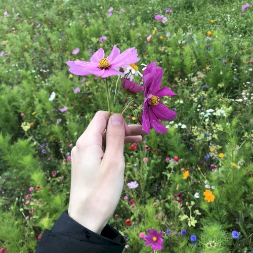 flowers