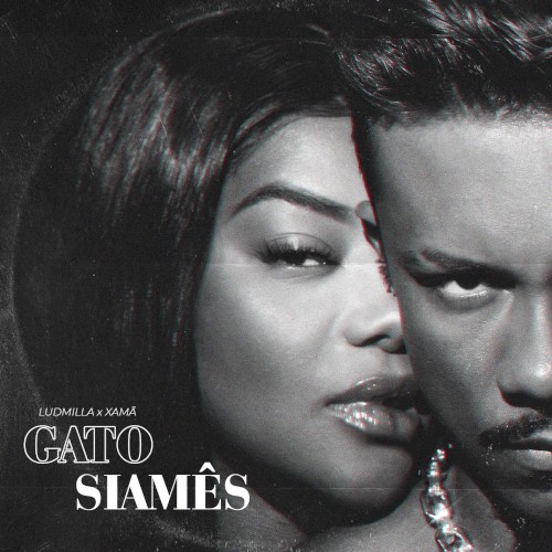 Gato siamês