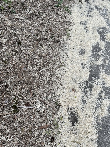 false symmetries
