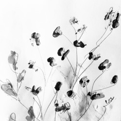 A Scattering of Blossoms