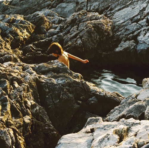 Sargassum aeterna