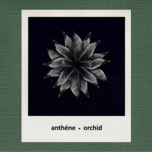 Orchid