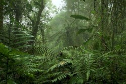 Tropical Forest