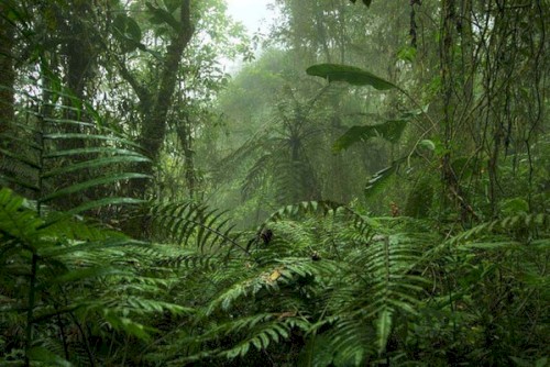 Tropical Forest