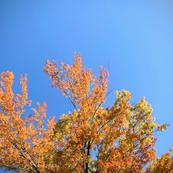 Of Unfathered Wood