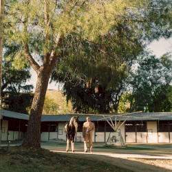 Stable
