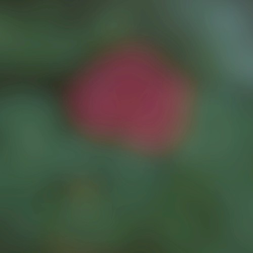 Silent Bloom