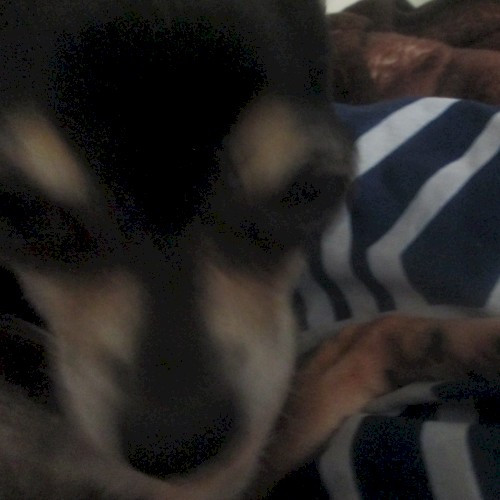 Lil Pup Licking Her Paw